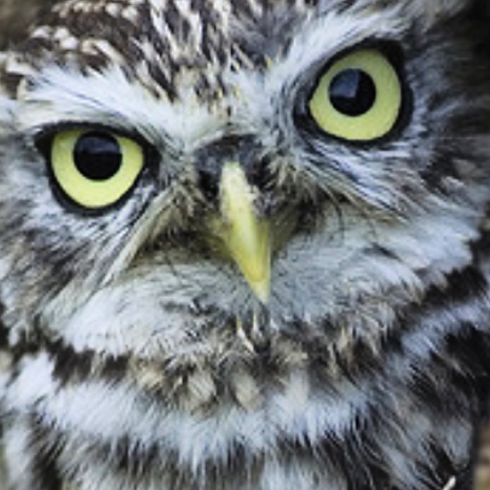 Little owl pic