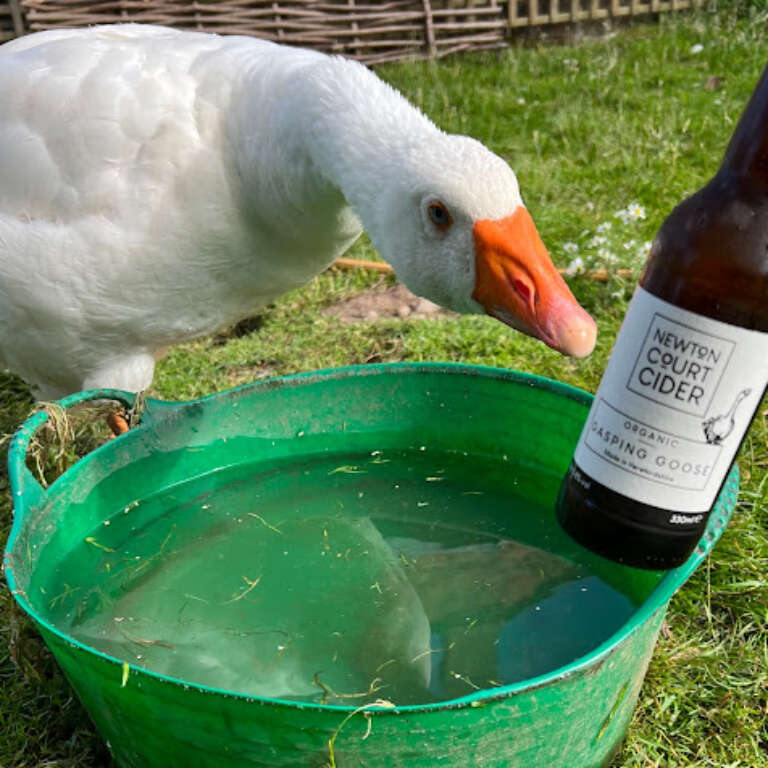Goose on the goose