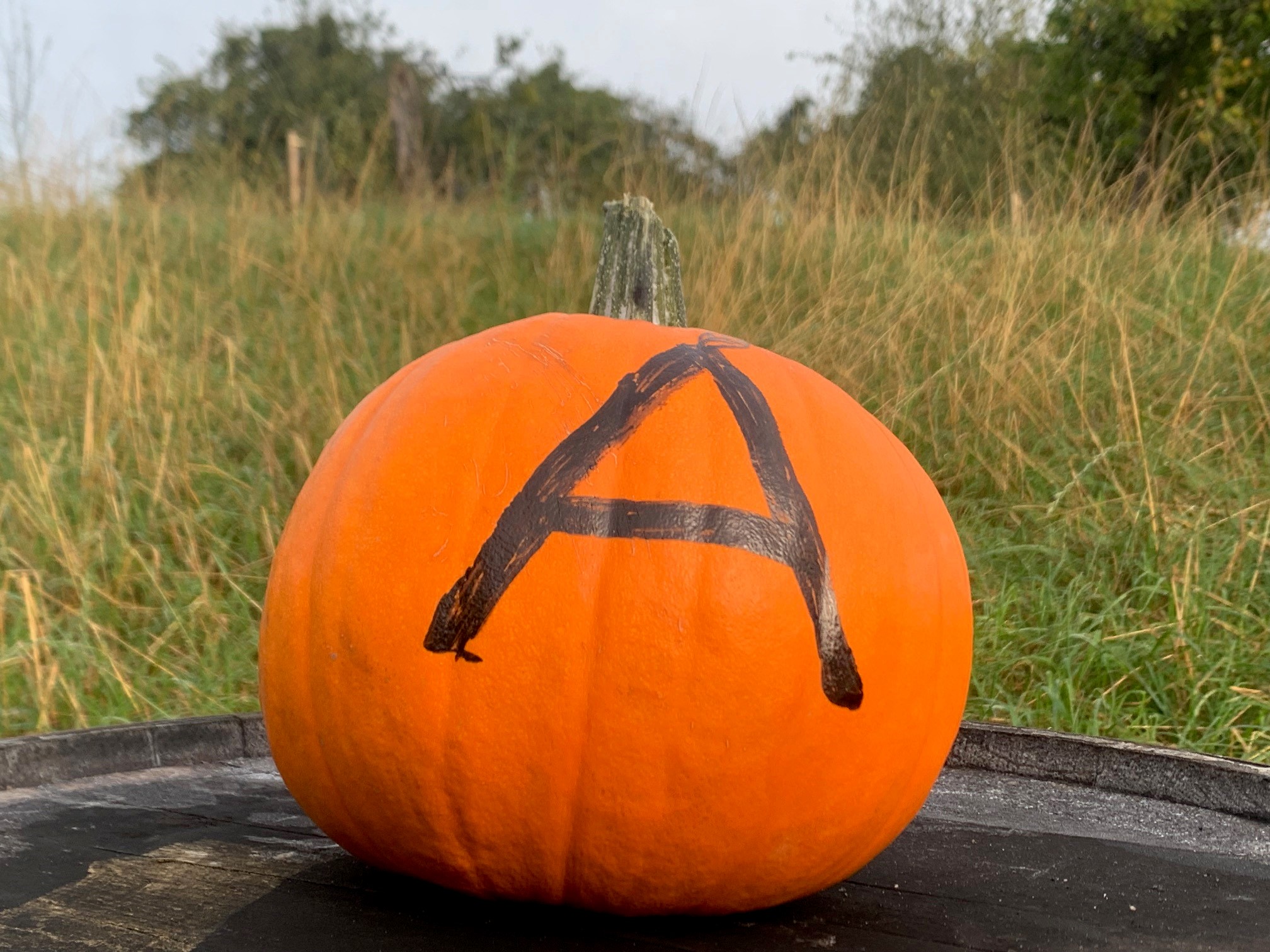 Pumpkin on barrel by orchard