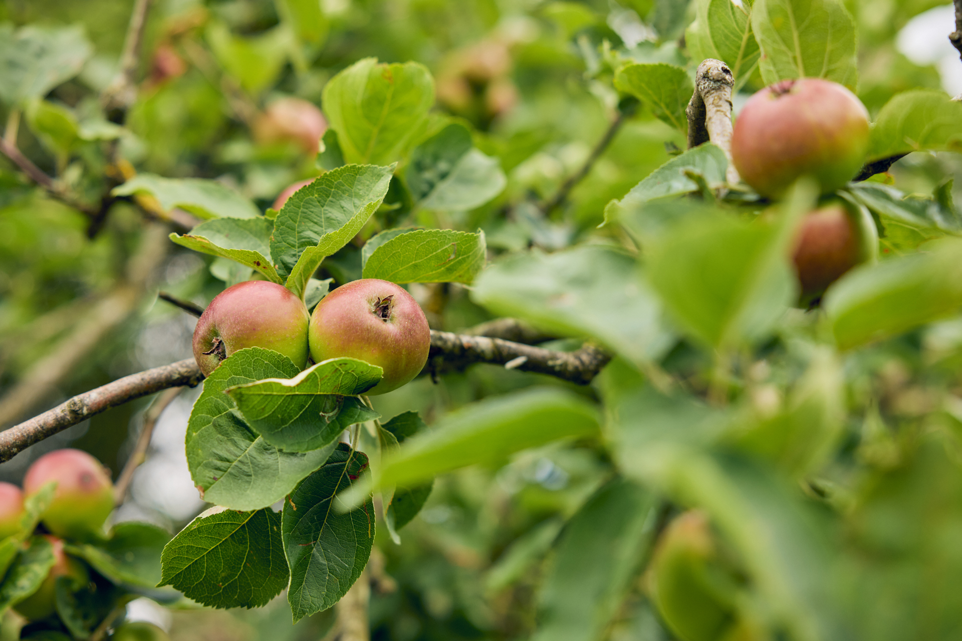A bountiful cider apple harvest ahead at newton court farm